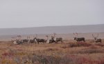 Brooks Range Caribou 043 resized.jpg