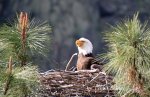 IMG_2200 Bald eagle mouth open upwards LL 5.jpg