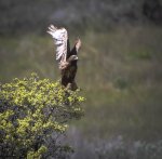 IMG_3422 Hawk crp LR (1 of 1).jpg