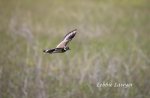 IMG_3537 FAVE Flying Killdeer crp LL 5.jpg