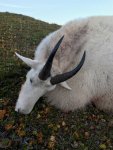 goat 3.jpg