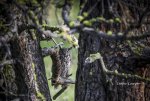 IMG_4504 Great Horned Owl LR LL 5.jpg