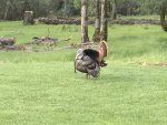 IMG_2313.JPG