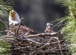 IMG_4280 Bald Eagle eaglet in nest LR LL 5.jpg