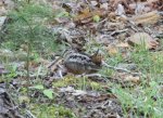 woodcock.jpg