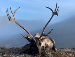 Caribou in fog.jpg