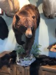 Chocolate Bear.JPG