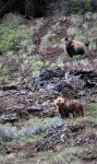 Bear1.jpg