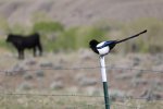 Magpie.jpg