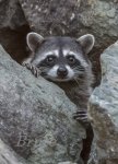 Racoon a-1766.JPG