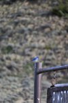 Bluebird.jpg