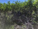 IMG_5252.jpg