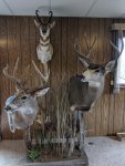 Mulie 1.jpg