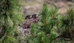 IMG_5466 Two Eaglets panting LR 5.jpg