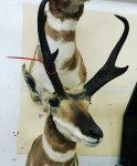 goat 2.jpg