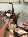 goat 1.JPG