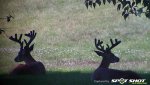 Bucks in shadow.jpg