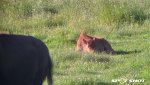 bison calf 150 yards.jpg
