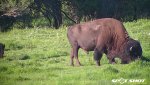 bison bull feeding.jpg