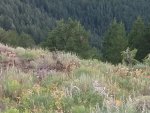 Grouse.jpg Grouse.jpg