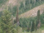 Moose.jpg Moose.jpg