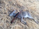 Deer 1.jpg Deer 1.jpg