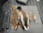 2019 AZ Birds.jpg 2019 AZ Birds.jpg