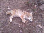 2019 AZ Coyote 2.jpg 2019 AZ Coyote 2.jpg