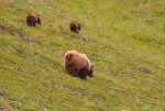 Alaska0060.JPG