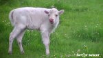 bison calf.jpg