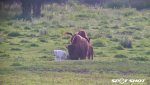 bison cow calf.jpg