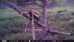 Wolverine 5.jpg