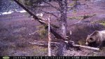 Grizzly 1.jpg