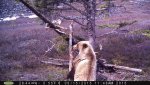 Grizzly 2.jpg