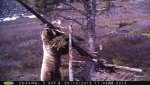 Grizzly 4.jpg