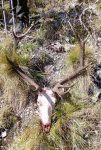 Wilderness hunt Stag.jpg