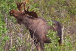 Moose Eating.JPG