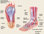 Foot Anatomy.jpg