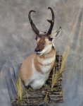 pronghorn.jpg