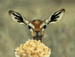 26DD02AA-264E-4F74-BF3E-E43F4C4C717C.gif