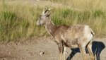 Rcky Mtn Sheep Wy.jpg