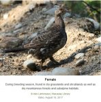 Dusky-hen.jpg