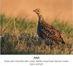 sharptailed-hen.jpg