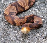 Copperhead.JPG