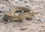 Rattle Snake September 2017 a-9016-.jpg