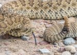 Rattle Snake September 2017 a-9022.jpg