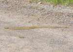 Rattle Snake June 2018 a-9699.jpg