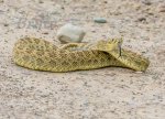 Rattle Snake June 2018 a-9720.jpg