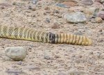 Rattle Snake  June 2018   a-9700.jpg