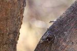 IMG_0542 small.JPG